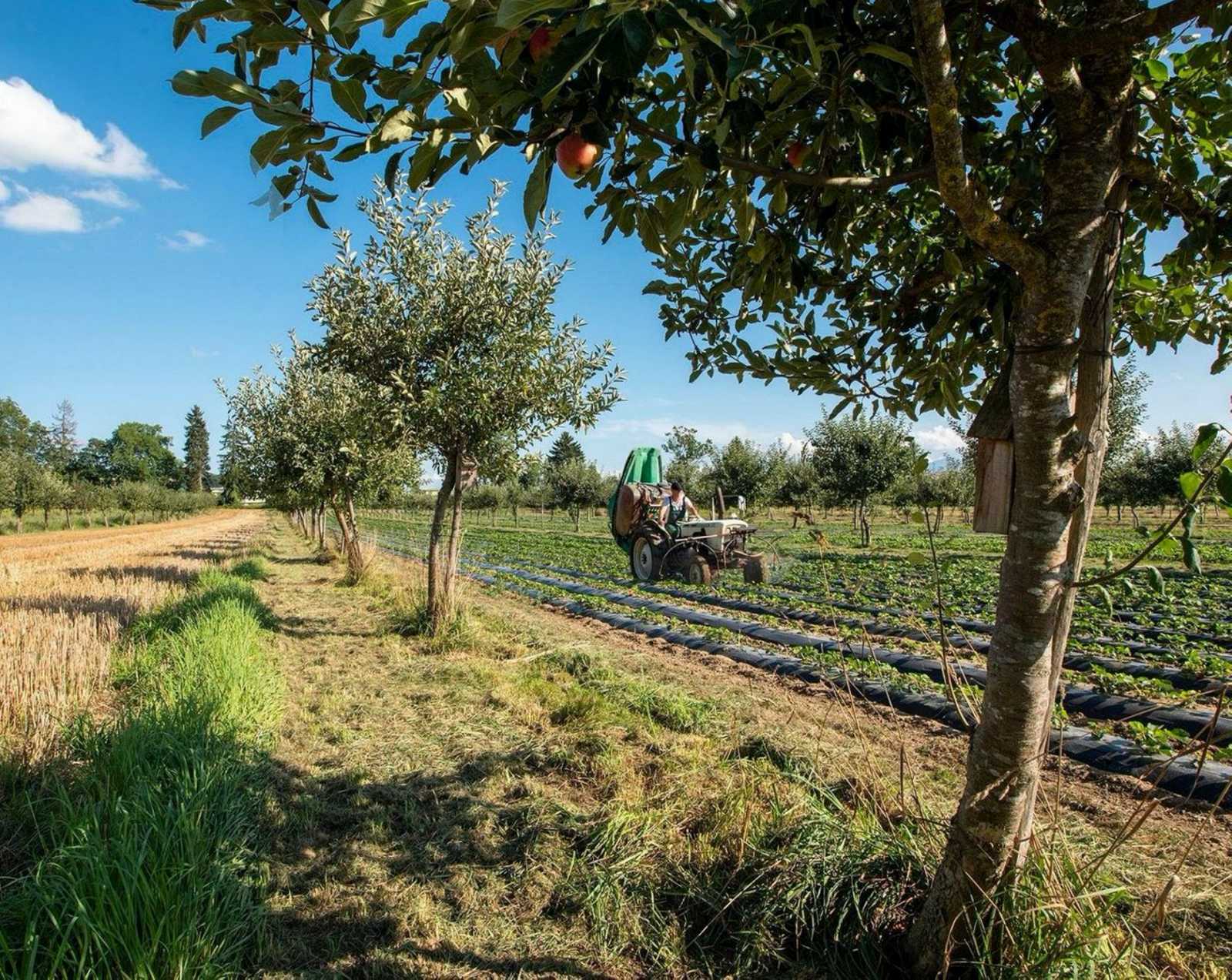 So könnte Landwirtschaft aussehen | VISIO-Permacultura
