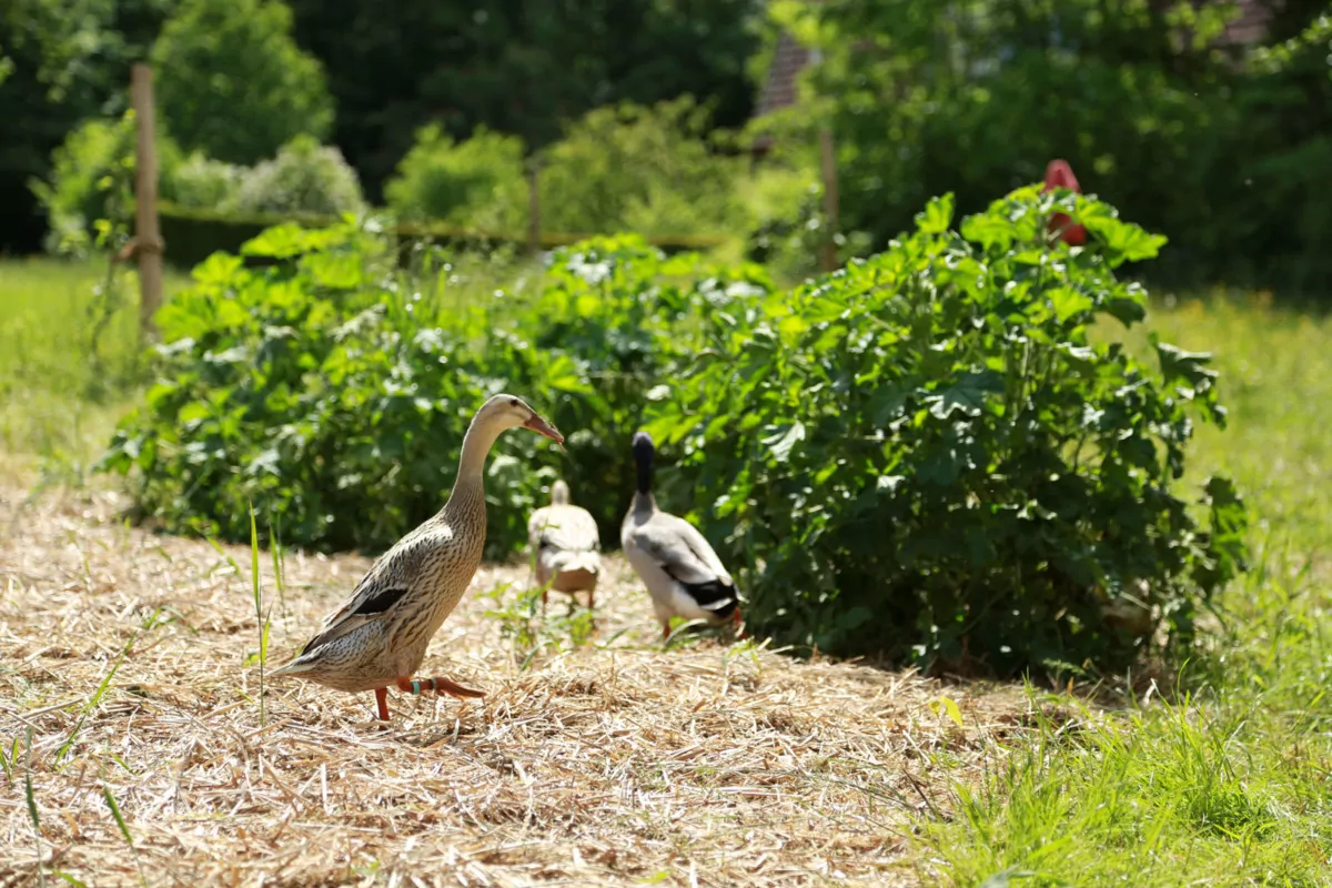 Enten